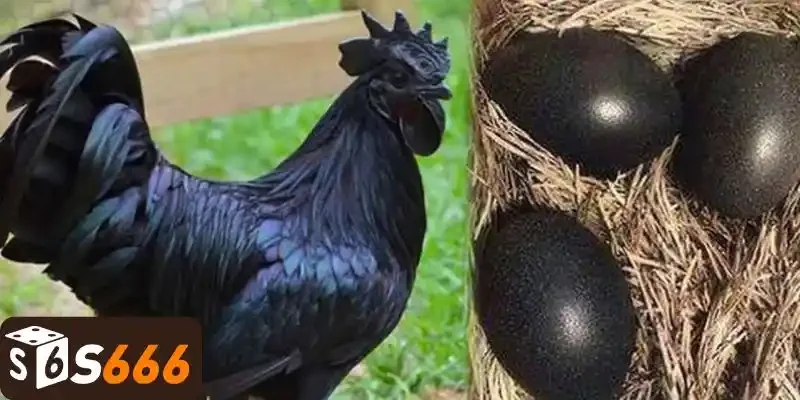 Điểm nhận dạng của gà 