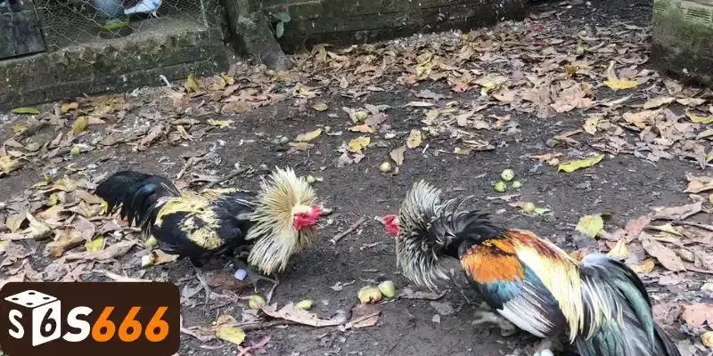 Đôi nét đá gà cựa sắt miền tây