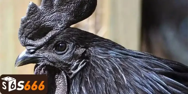 Gà Mặt Quỷ - Cách Nuôi Dưỡng Chăm Sóc Đúng Phương Pháp