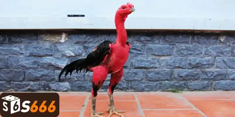 Giới thiệu về giống gà đòn