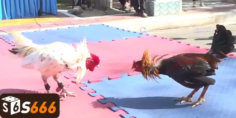 Khám phá Đá Gà Tre Thomo