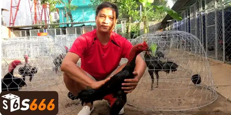 Kinh nghiệm chọn gà chất lượng