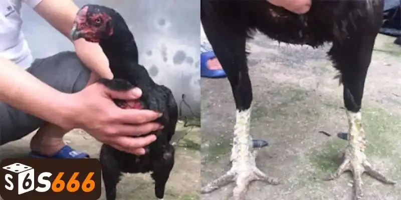 Lưu ý khi chọn gà đá