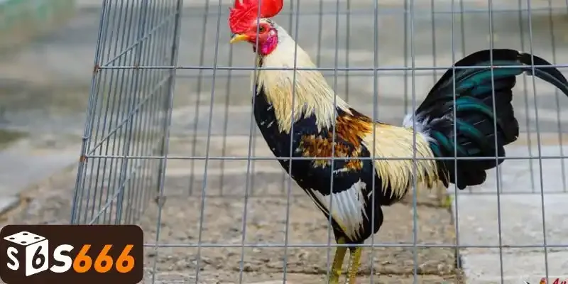 Ưu điểm của đá gà tre