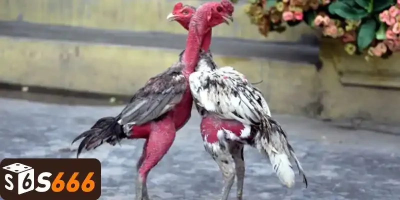 Tìm hiểu cách chọn gà chọi hay