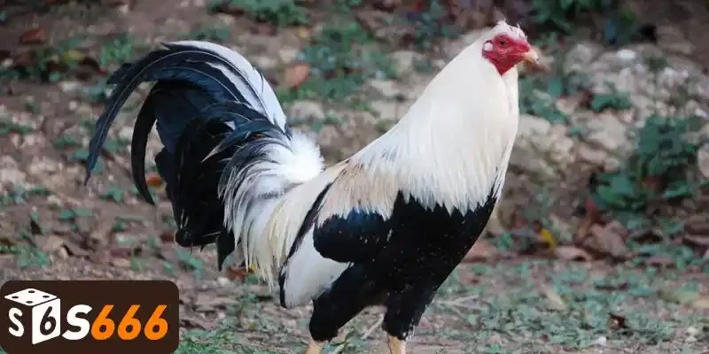 Tìm hiểu chiến kê Mỹ