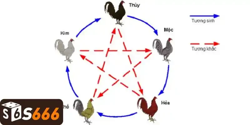 Tìm hiểu gà điều thuộc mạng gì?