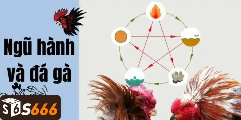 Tìm mạng gà đá ngũ hành